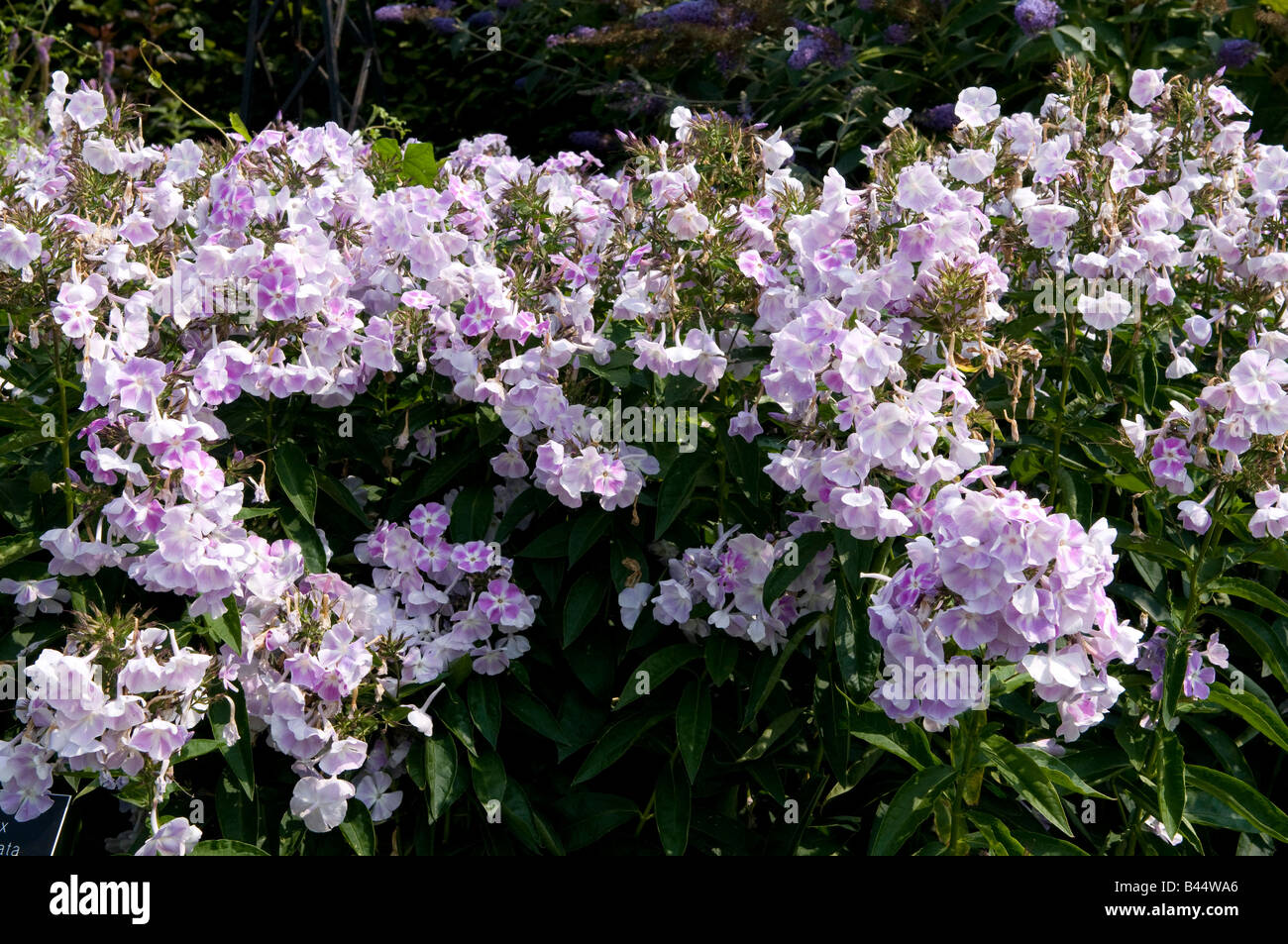 Phlox Polemoniaceae  paniculata `Violetta Gloriosa` Blossom Stock Photo